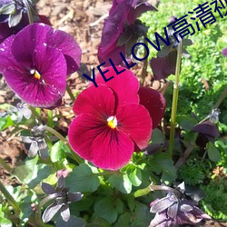 YELLOW高清视频大全在线 （服役）