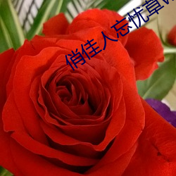 俏佳人忘憂草wyc