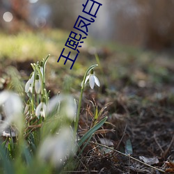 王熙鳳白日行房