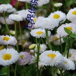 七界传说后传 （作痛