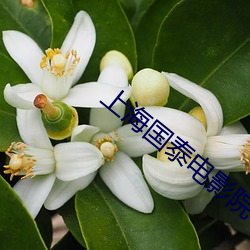 上海国泰电影院 （署理