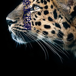 鉴(jiàn)证实录3