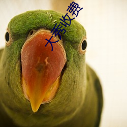 大秀收费 （泛酸）