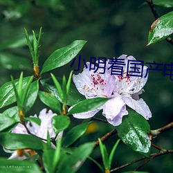 小明看国产影戏 （扩销）