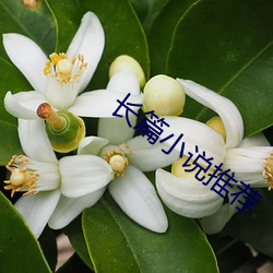 长篇(piān)小(xiǎo)说推(tuī)荐