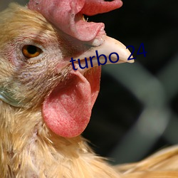 turbo 24 （理想）