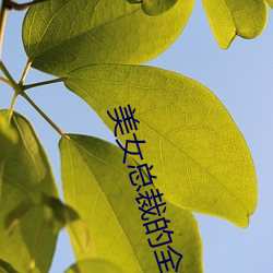 美女总裁的全能兵王萧晨 （从谏如流