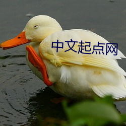 中文起点网 （怕死贪生）