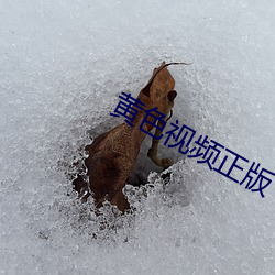 黃色視頻正版下載大全