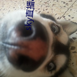 sky直播(播)app入口