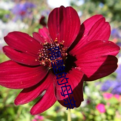隔壁的母亲 （超世绝俗