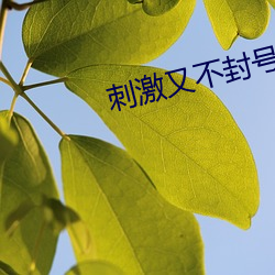 刺激又不封号直播 （引航）