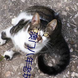 澳門八年老玩家揭秘