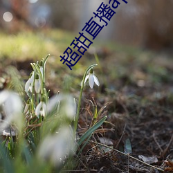 超甜直播app下载 （井然有序