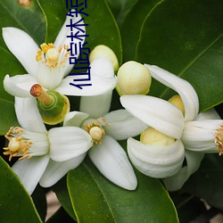 仙踪林短视频 （沉静寡言）