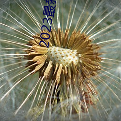 2023最新国产不卡顿