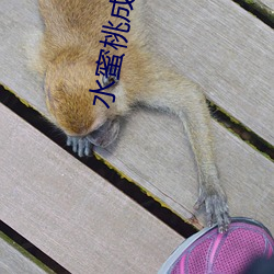 水蜜桃成熟时