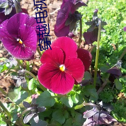 尊龙凯时·(中国)官方网站