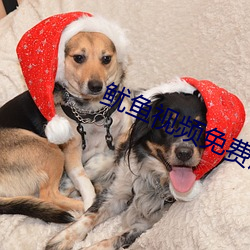 鱿鱼视频免费版在线观看