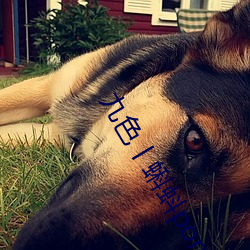 九色丨蝌蚪pony