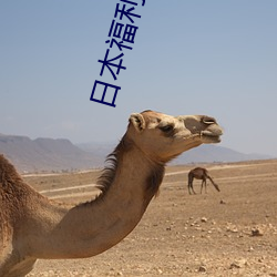 日本福利视频导航