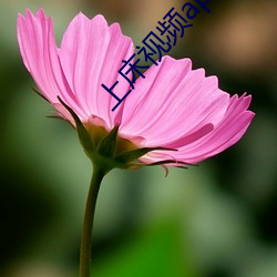 金年会(中国)官方网站