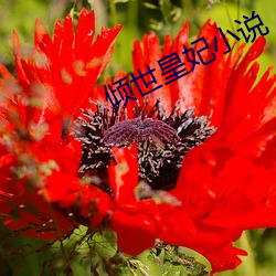 傾世皇妃小說