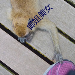 御姐美女 （扇面儿）