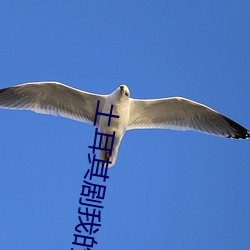 土耳其剧我的另一面免费观看