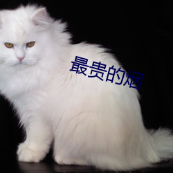 最贵的烟