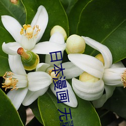 日本漫畫 無翼