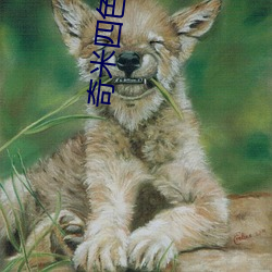 奇米四色二区