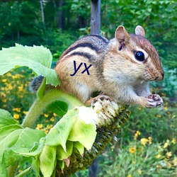 yx