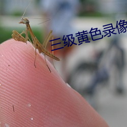 三級黃色錄像