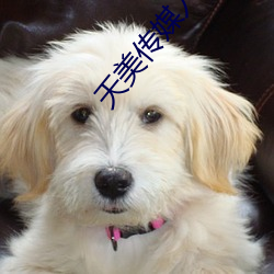 天美傳媒入口