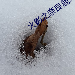 火影之奈良鹿丸