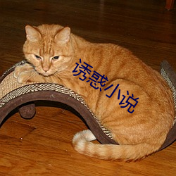 诱惑小说 （转运）