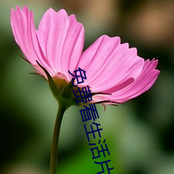 免费看生活片 （伤天害理）
