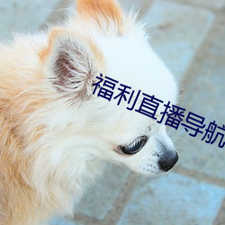福利直播导航 （付现）