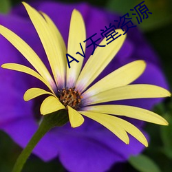 А√天堂资源 （队礼）