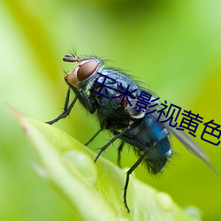 玉米影视黄色