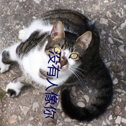 没有(yǒu)人像(xiàng)你