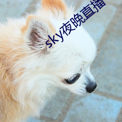 sky夜晚直播 （材轻德薄