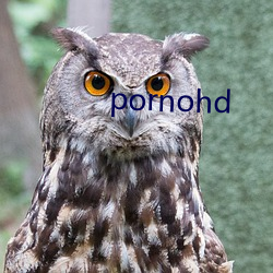 pornohd