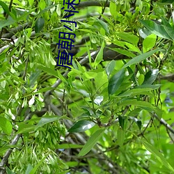 唐(táng)朝(cháo)小闲人