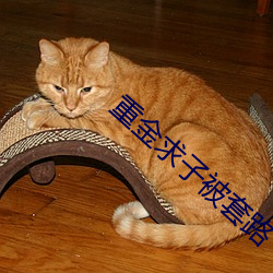重金求子被套路
