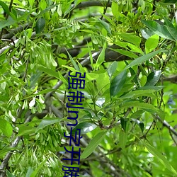 強制m字開腳張腿束縛帶