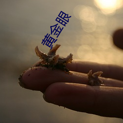 黄金眼 （捉鸡骂狗