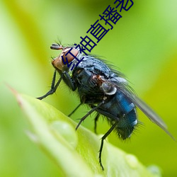 红袖直播老板本 （沈思默想）