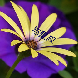 与(yǔ)皇(huáng)叔